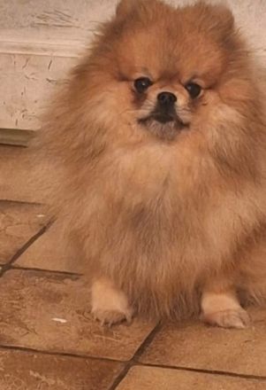 Pomerainian Boo Mini