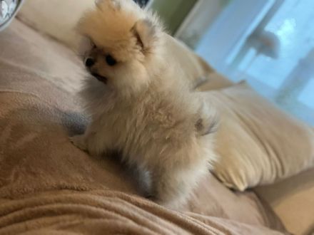 Pomerainian Boo Mini