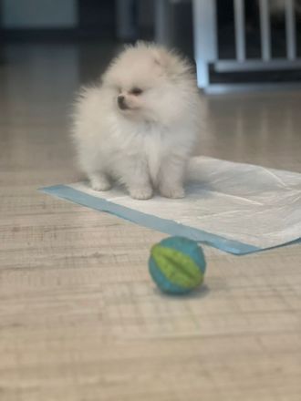 Pomerainian Boo Mini