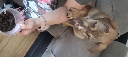 Old Englisch Bulldog mix