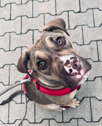 Old Englisch Bulldog mix