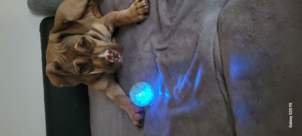 Old Englisch Bulldog mix