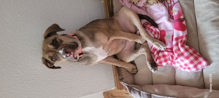 Old Englisch Bulldog mix