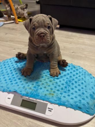 Old englisch Bulldog Welpen