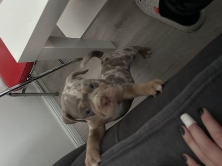 Old englisch Bulldog Welpen