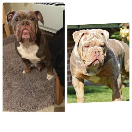 Old englisch Bulldog Welpen