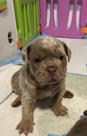 Old englisch Bulldog Welpen