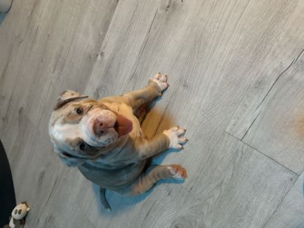 Old englisch Bulldog Welpen