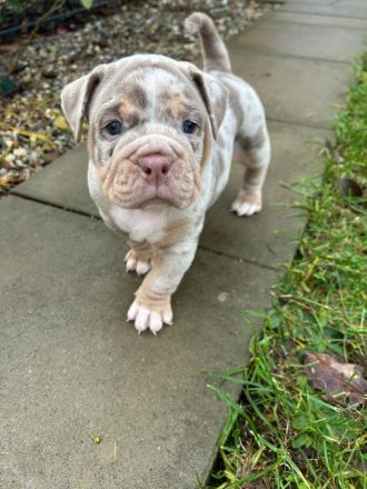 Old englisch Bulldog Welpen