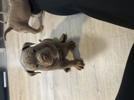 Old englisch Bulldog Welpen