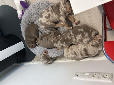 Old englisch Bulldog Welpen