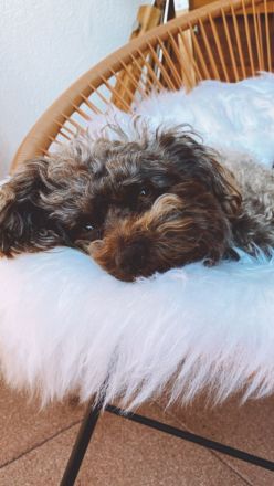 SUCHE Bolonka-Zwetna Deckrüde