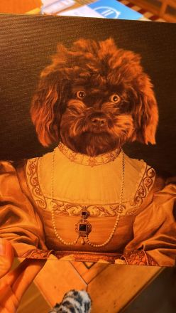 SUCHE Bolonka-Zwetna Deckrüde