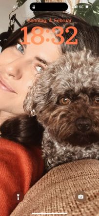 SUCHE Bolonka-Zwetna Deckrüde