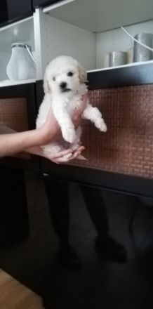 Maltipoo
