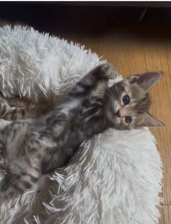 Meine Coon Katzenbabys