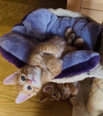 Meine Coon Katzenbabys