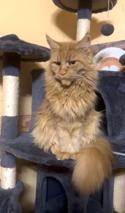 Meine Coon Katzenbabys