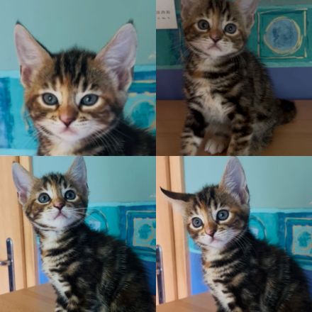 Meine Coon Katzenbabys