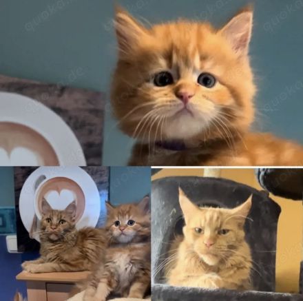 Meine Coon Katzenbabys