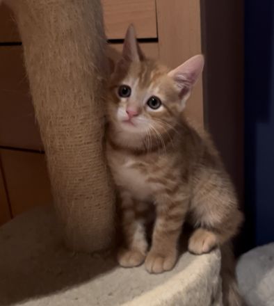 Meine Coon Katzenbabys