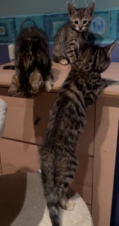 Meine Coon Katzenbabys