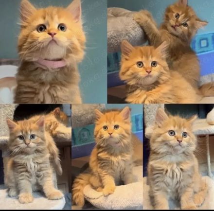 Meine Coon Katzenbabys