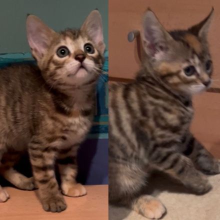 Meine Coon Katzenbabys