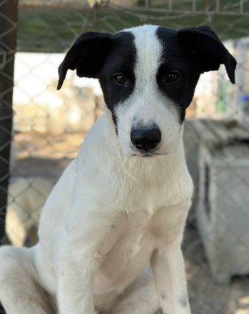 Capper und Cap, geb. ca. 06/2024, lebt in GRIECHENLAND, im städt. Tierheim Serres