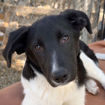 Capper und Cap, geb. ca. 06/2024, lebt in GRIECHENLAND, im städt. Tierheim Serres