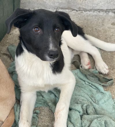 Capper und Cap, geb. ca. 06/2024, lebt in GRIECHENLAND, im städt. Tierheim Serres