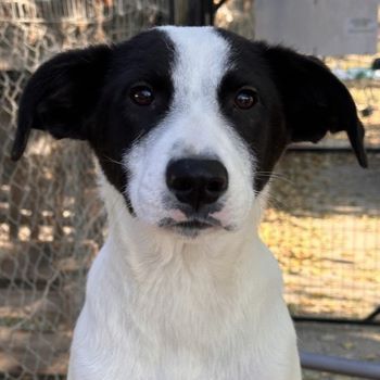 Capper und Cap, geb. ca. 06/2024, lebt in GRIECHENLAND, im städt. Tierheim Serres