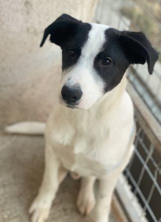 Capper und Cap, geb. ca. 06/2024, lebt in GRIECHENLAND, im städt. Tierheim Serres
