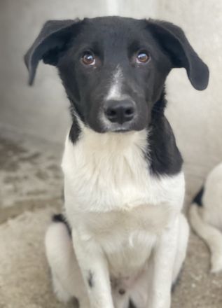 Capper und Cap, geb. ca. 06/2024, lebt in GRIECHENLAND, im städt. Tierheim Serres