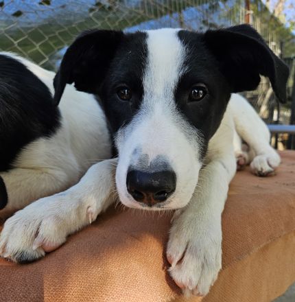 Capper und Cap, geb. ca. 06/2024, lebt in GRIECHENLAND, im städt. Tierheim Serres