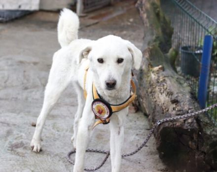 "Weiß wie Schnee... " Snowie hat eine Chance auf ein Zuhause verdient.