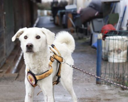 "Weiß wie Schnee... " Snowie hat eine Chance auf ein Zuhause verdient.
