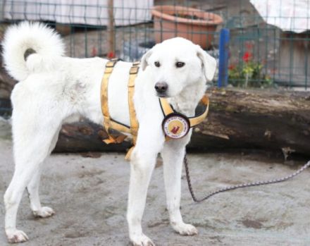 "Weiß wie Schnee... " Snowie hat eine Chance auf ein Zuhause verdient.