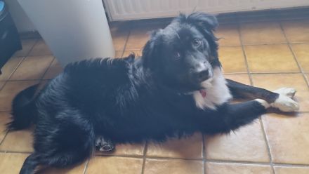 Dringende abgabe Australien sheppard