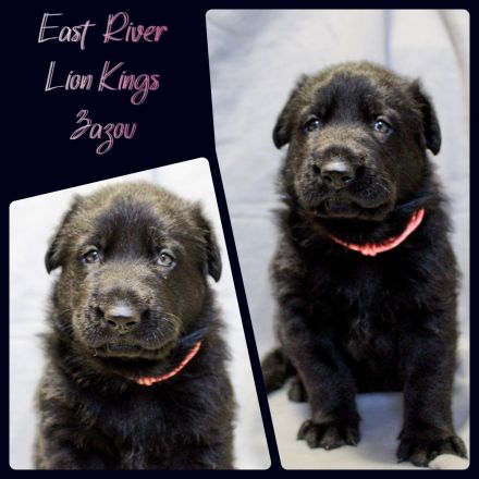 Osteuropäischer Schäferhund Welpen FCI Zucht - DNA HD ED MDR1 DM uvm.