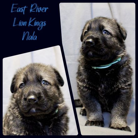 Osteuropäischer Schäferhund Welpen FCI Zucht - DNA HD ED MDR1 DM uvm.