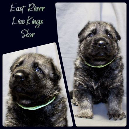 Osteuropäischer Schäferhund Welpen FCI Zucht - DNA HD ED MDR1 DM uvm.