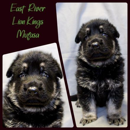 Osteuropäischer Schäferhund Welpen FCI Zucht - DNA HD ED MDR1 DM uvm.