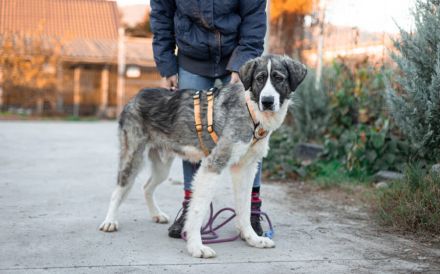 Wer schenkt dem schönen James sein Herz?