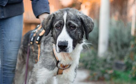 Wer schenkt dem schönen James sein Herz?