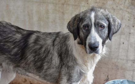 Wer schenkt dem schönen James sein Herz?