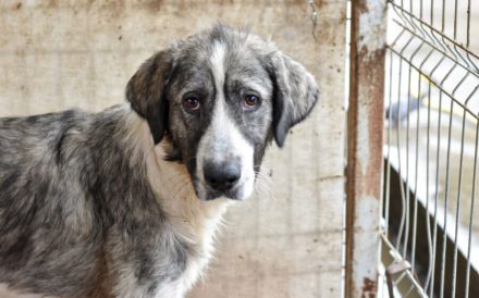 Wer schenkt dem schönen James sein Herz?