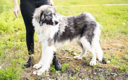 Wer schenkt dem schönen James sein Herz?