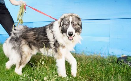 Wer schenkt dem schönen James sein Herz?