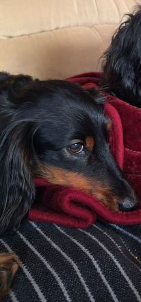 Dackel, Langhaardackel, Zwergdackel